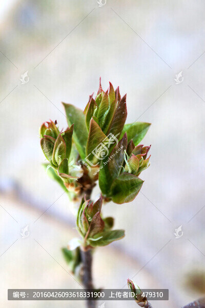 春芽,春天,樹牙,樹,發(fā)芽