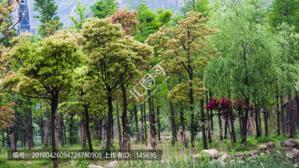 小樹林