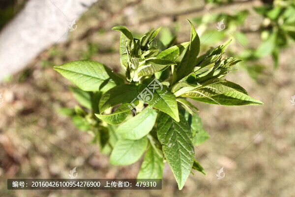 春芽,春天,樹牙,樹,發(fā)芽