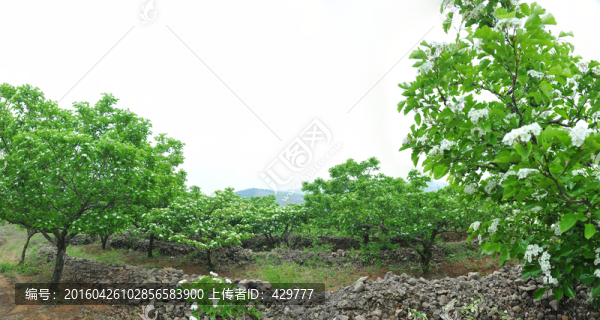 樹林,山楂園大圖