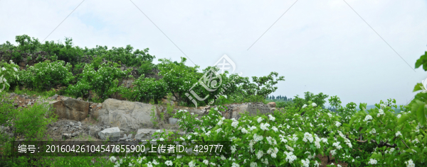 果園全景圖,山楂園