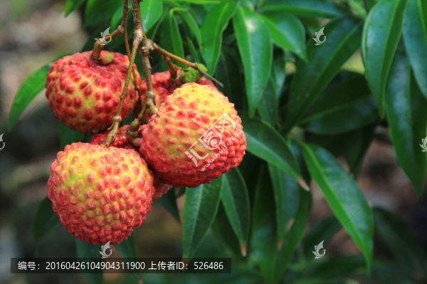 海南,荔枝