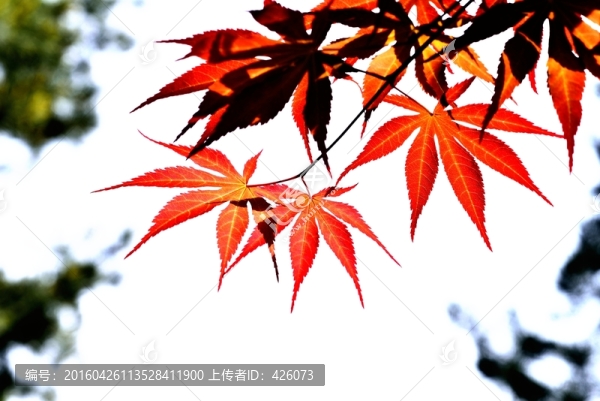 紅葉熱烈