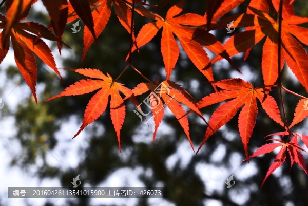 紅楓紅葉