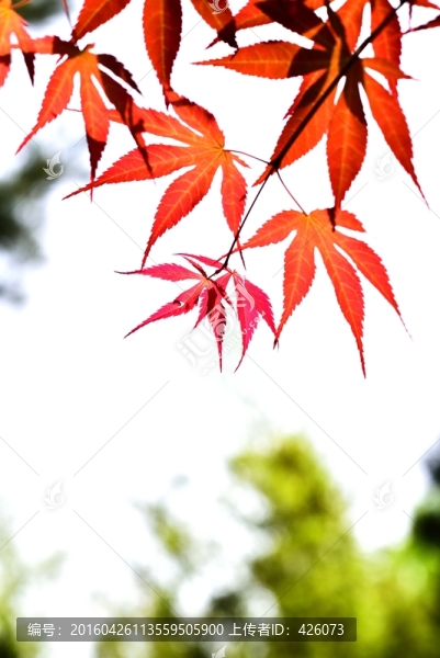 楓葉紅