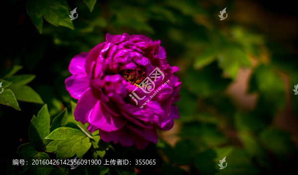 牡丹