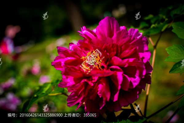 牡丹