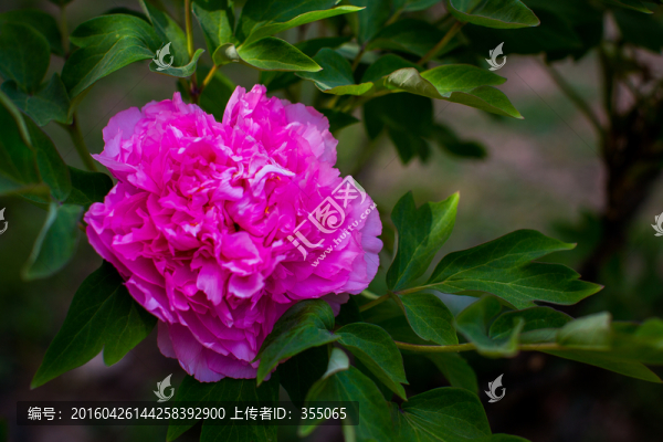 牡丹