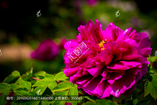 牡丹
