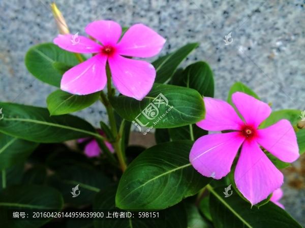 長(zhǎng)春花