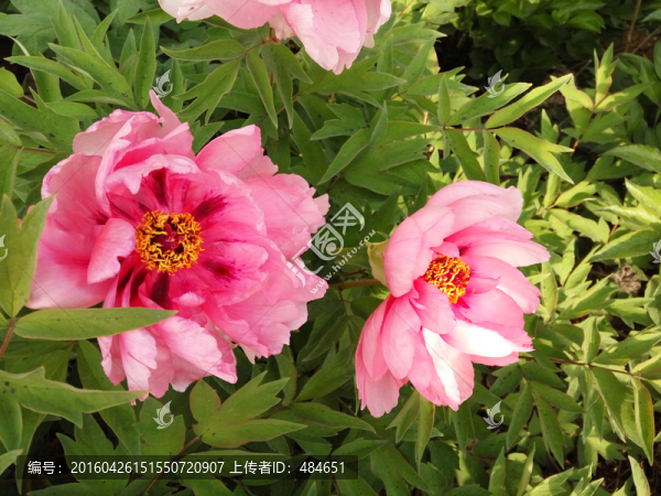 牡丹花