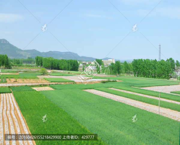 冬小麥,麥田