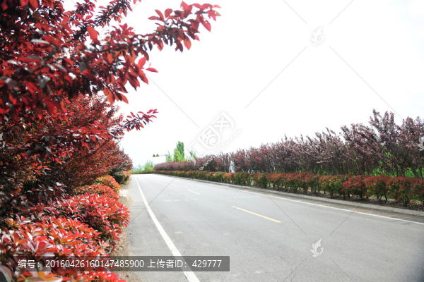 馬路,柏油路