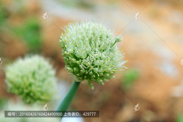 開花的大蔥,,大蔥開花