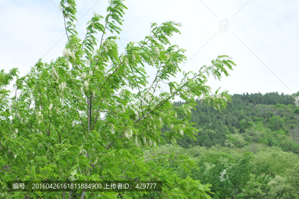 洋槐樹(shù)