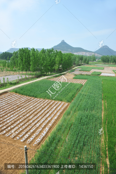 農(nóng)田,農(nóng)業(yè)種植