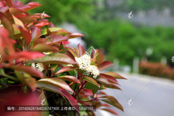 紅葉石楠,,長青植物