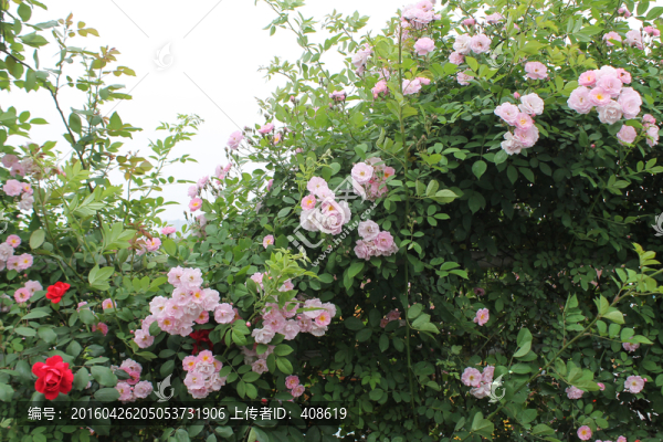 薔薇