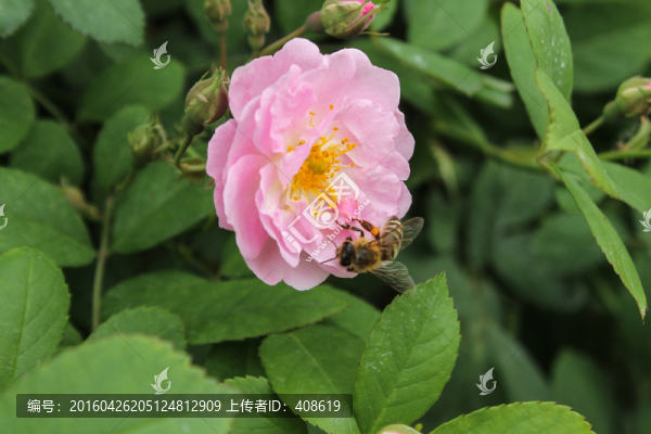 薔薇