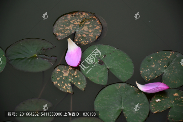 荷花花瓣