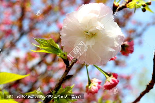櫻花