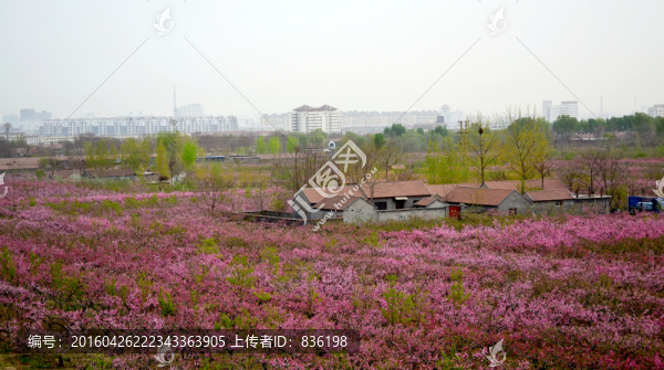 桃花園