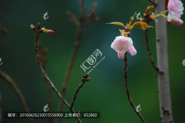 櫻花,花朵,花卉,植物,特寫