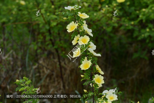 刺梅花