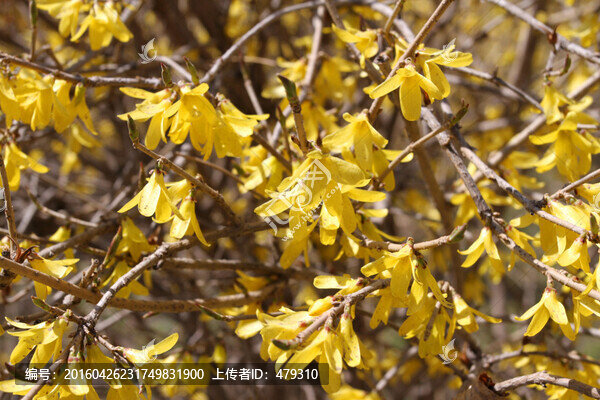 迎春花,春天,花開,春暖花開
