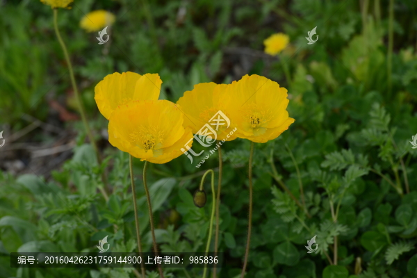 虞美人