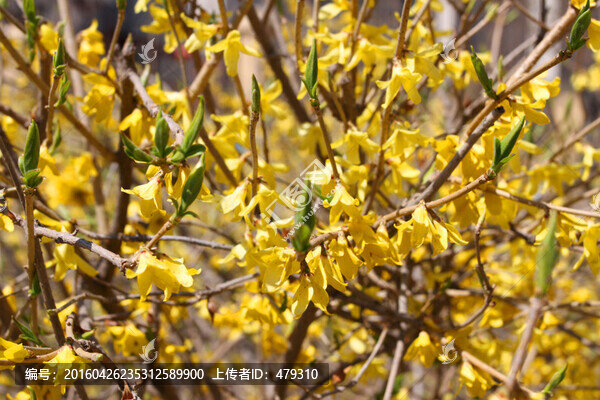 迎春花,春天,花開,春暖花開