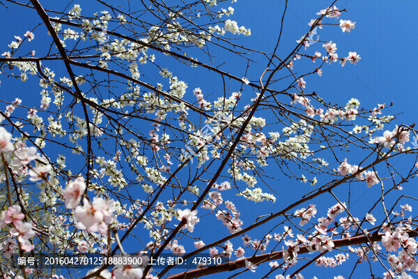 桃紅柳綠,花卉,花樹(shù),春天,樹(shù)