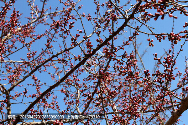 桃紅柳綠,花卉,花樹(shù),春天,樹(shù)