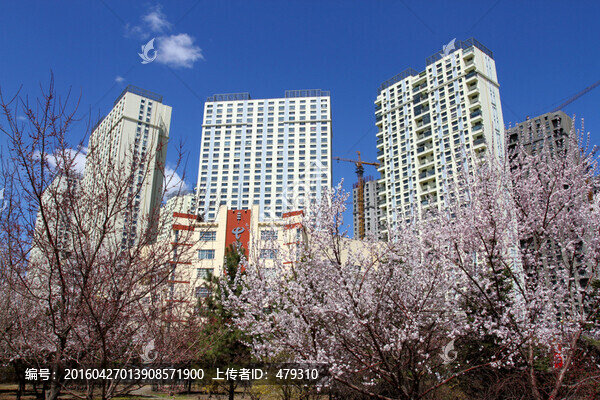 桃紅柳綠,花卉,花樹,樓區(qū)