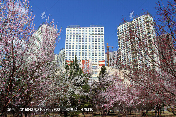 桃紅柳綠,花卉,花樹,樓區(qū)