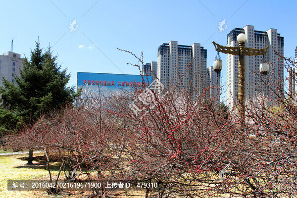 桃紅柳綠,花卉,花樹(shù),樓區(qū)