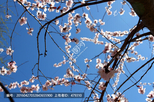 桃紅柳綠,花卉,花樹(shù),春天,樹(shù)