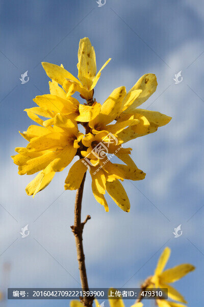 迎春花,春天,花開(kāi),春暖花開(kāi)