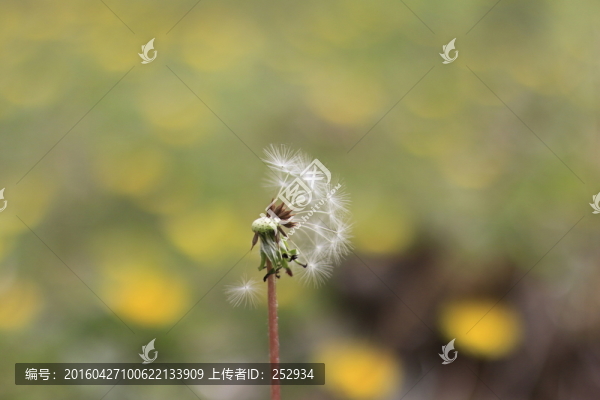 蒲公英