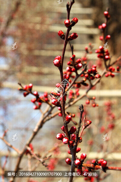 桃紅柳綠,花卉,花樹(shù),春天,樹(shù)