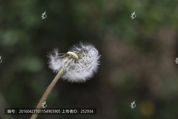 蒲公英種子