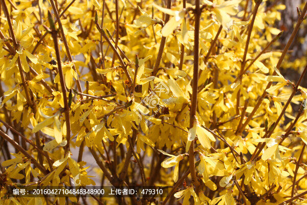 迎春花,春天,花開(kāi),春暖花開(kāi)