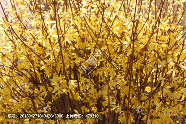 迎春花,春天,花開(kāi),春暖花開(kāi)