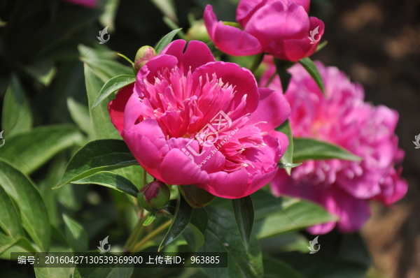 牡丹花
