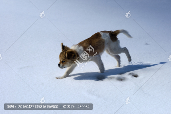 小狗