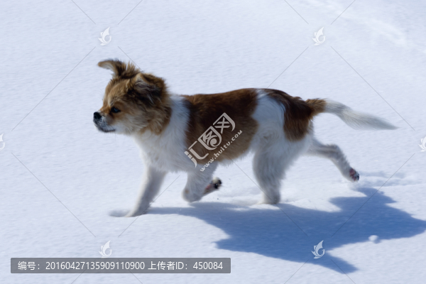 小狗