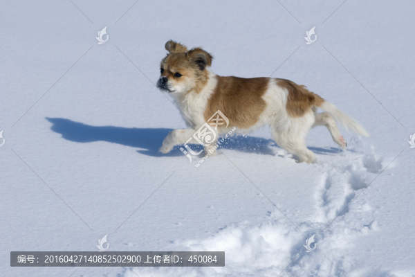小黃狗
