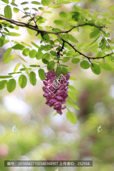 紫槐花