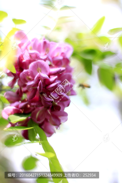 槐花