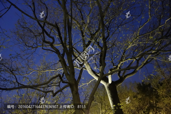 公園夜景
